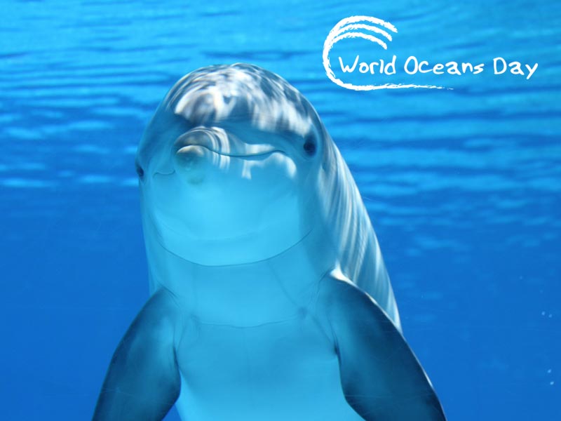 Delfin przypomina o Światowym Dniu Oceanów